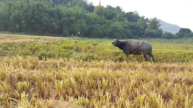 田園 風(fēng)光 景色 插圖