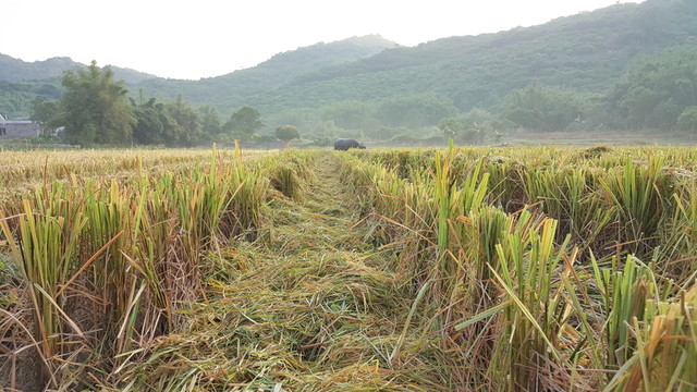 田園 風(fēng)光 景色 插圖
