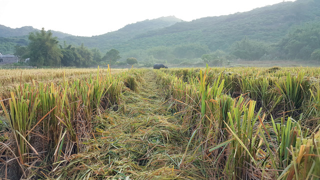 田園 風(fēng)光 景色 插圖
