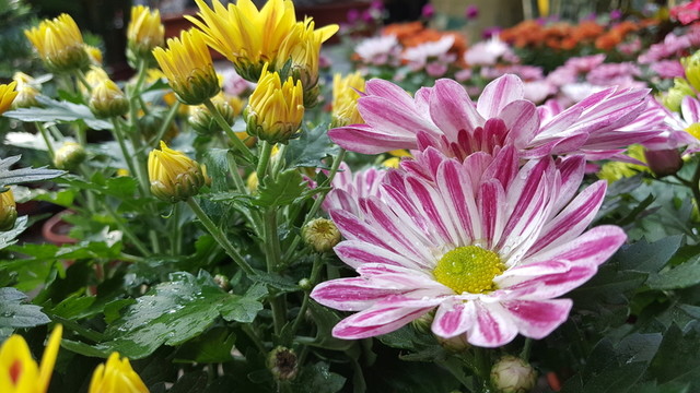花卉 非洲菊 五顏六色 美麗