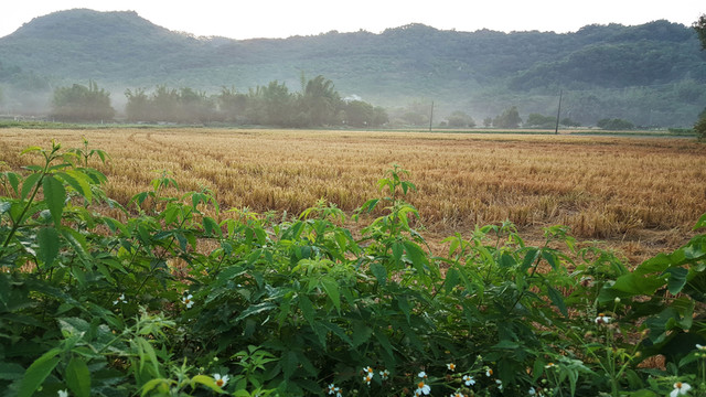 田園 風(fēng)光 景色 插圖