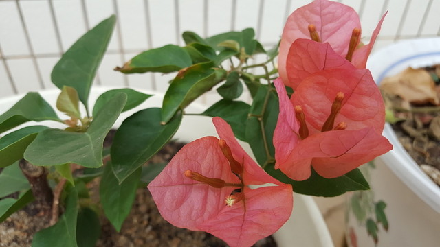 花卉 三角梅 五顏六色 美麗