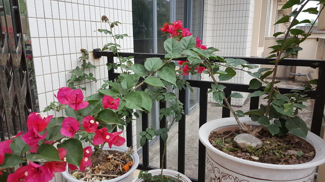花卉 三角梅 五顏六色 美麗