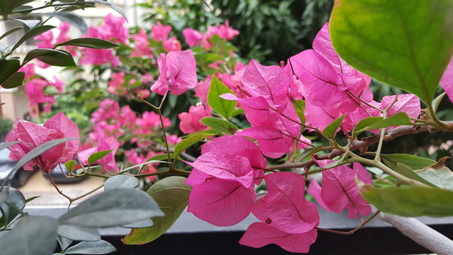 花卉 五顏六色 美麗 三角梅