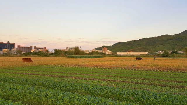 田園 風(fēng)光 景色 插圖