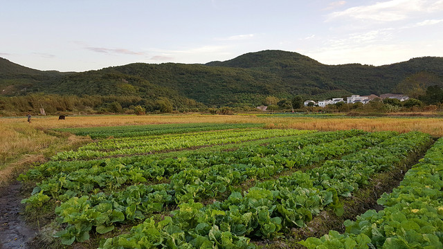田園 風(fēng)光 景色 插圖 山