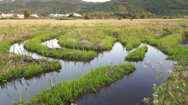 田園 風(fēng)光 景色 插圖