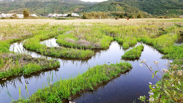 田園 風光 景色 插圖