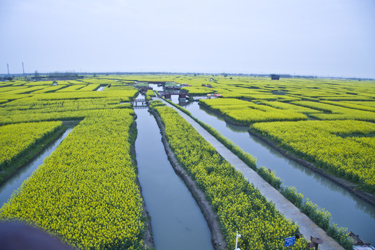 興化油菜花