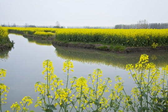 興化油菜花