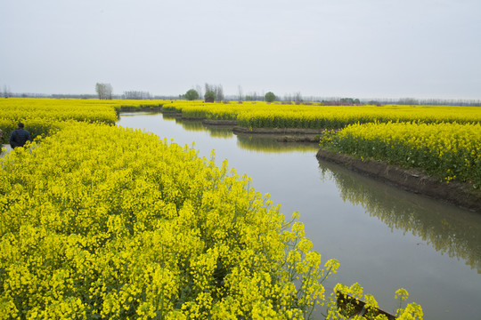 興化油菜花