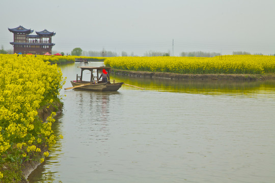 興化油菜花