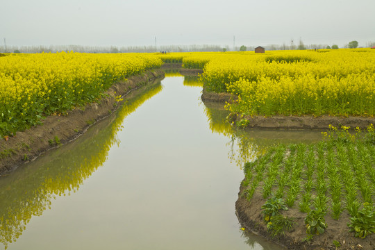 興化油菜花
