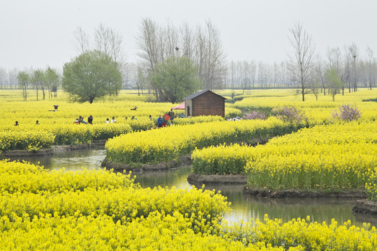 興化油菜花
