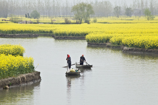 興化油菜花