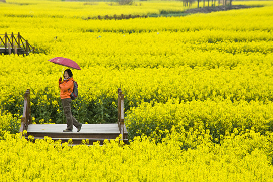 興化油菜花