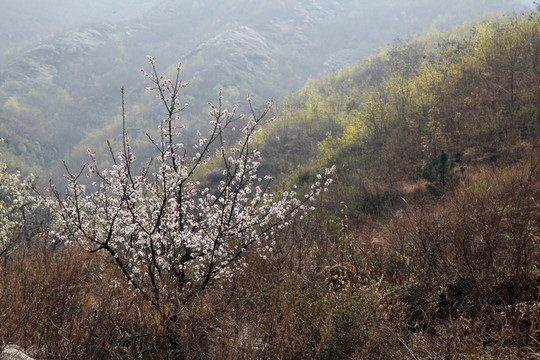 杏樹(shù)