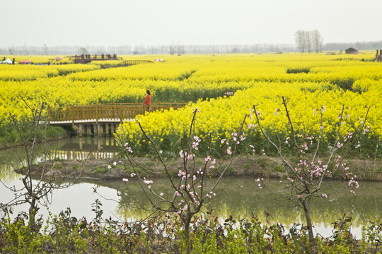 興化油菜花