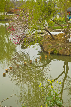 興化油菜花