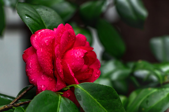 雨滴茶花
