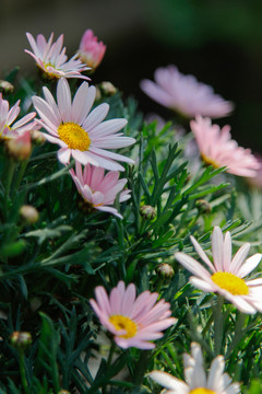 雛菊