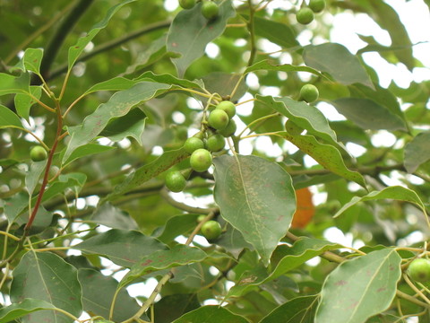 香樟果
