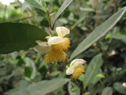 油茶花
