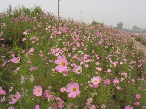 格桑花