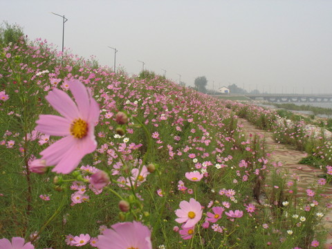 太湖格桑花