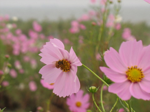蜜蜂