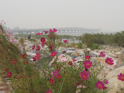 格桑花