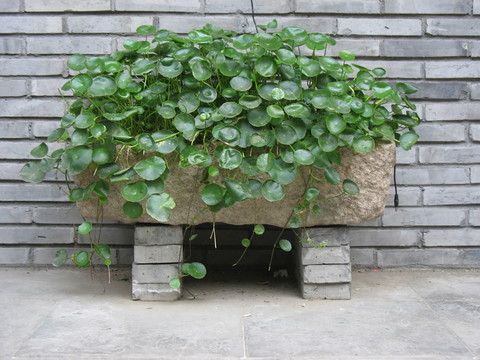 銅錢草