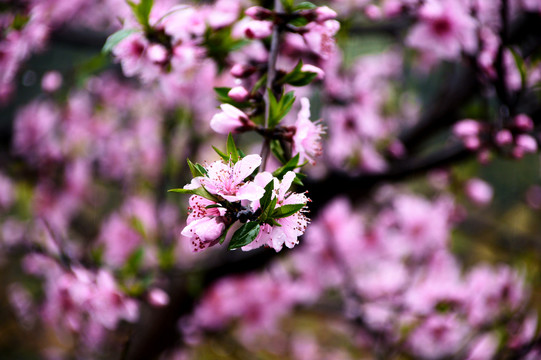 桃花