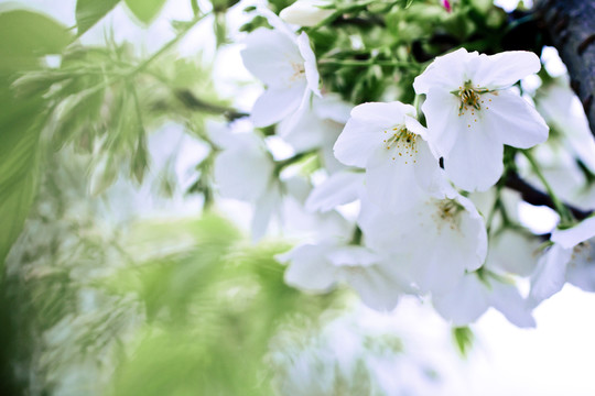 梨花