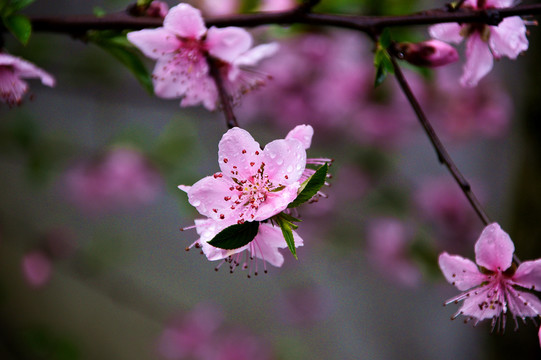 桃花