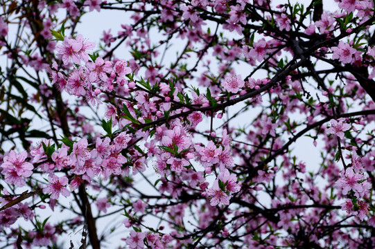 桃花