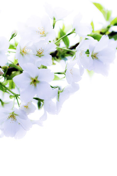 梨花