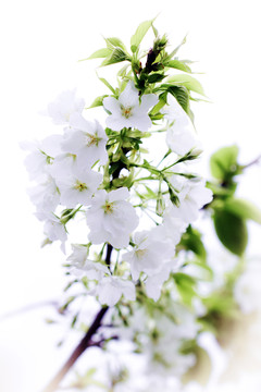 梨花