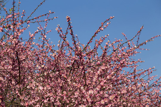 梅花