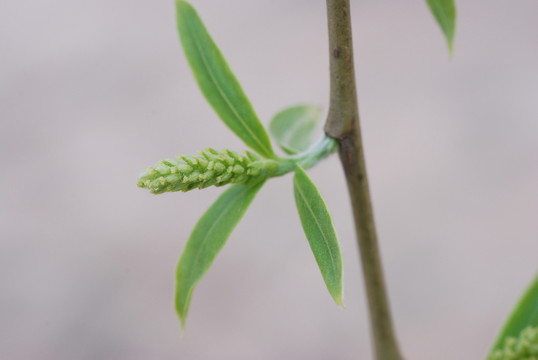 柳樹花
