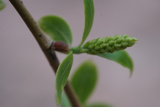 柳樹花