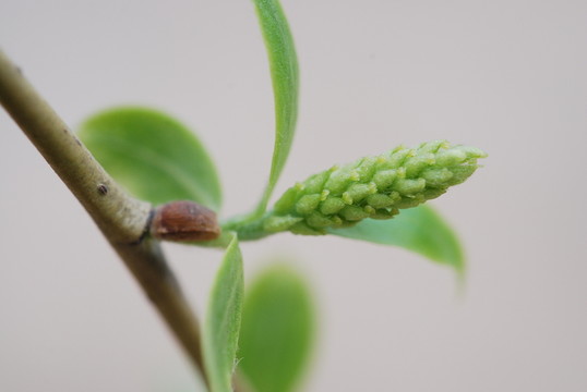 柳樹花