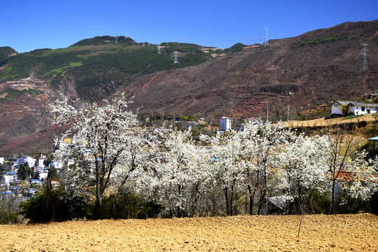 新農(nóng)村的春天