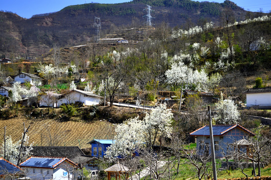 新農(nóng)村的春天