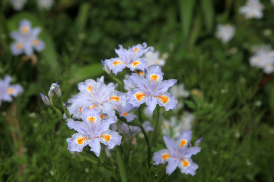 花草