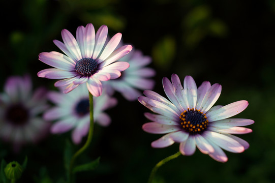 雛菊花