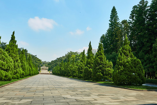 道路兩旁松柏樹