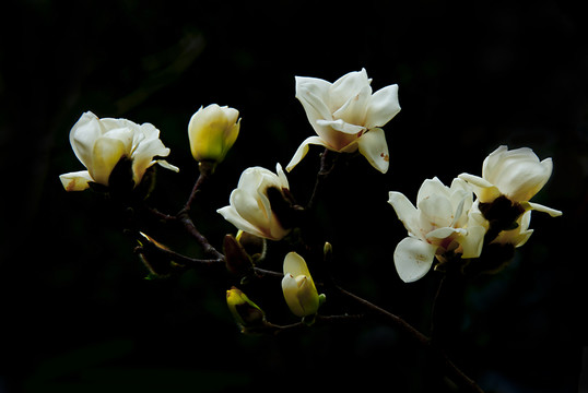 玉蘭花 低調(diào)