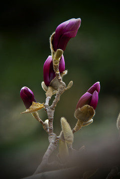 玉蘭花 低調(diào)