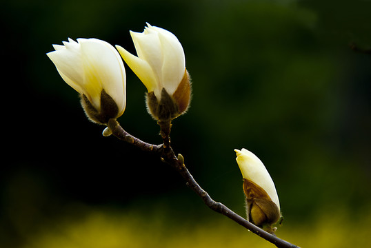 玉蘭花 低調(diào)